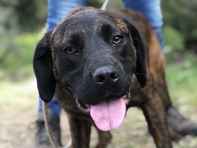 Vuoi adottare un cane a Latina?