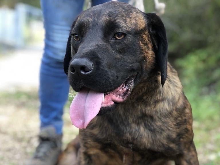 Adotta il cane Ettore a Latina