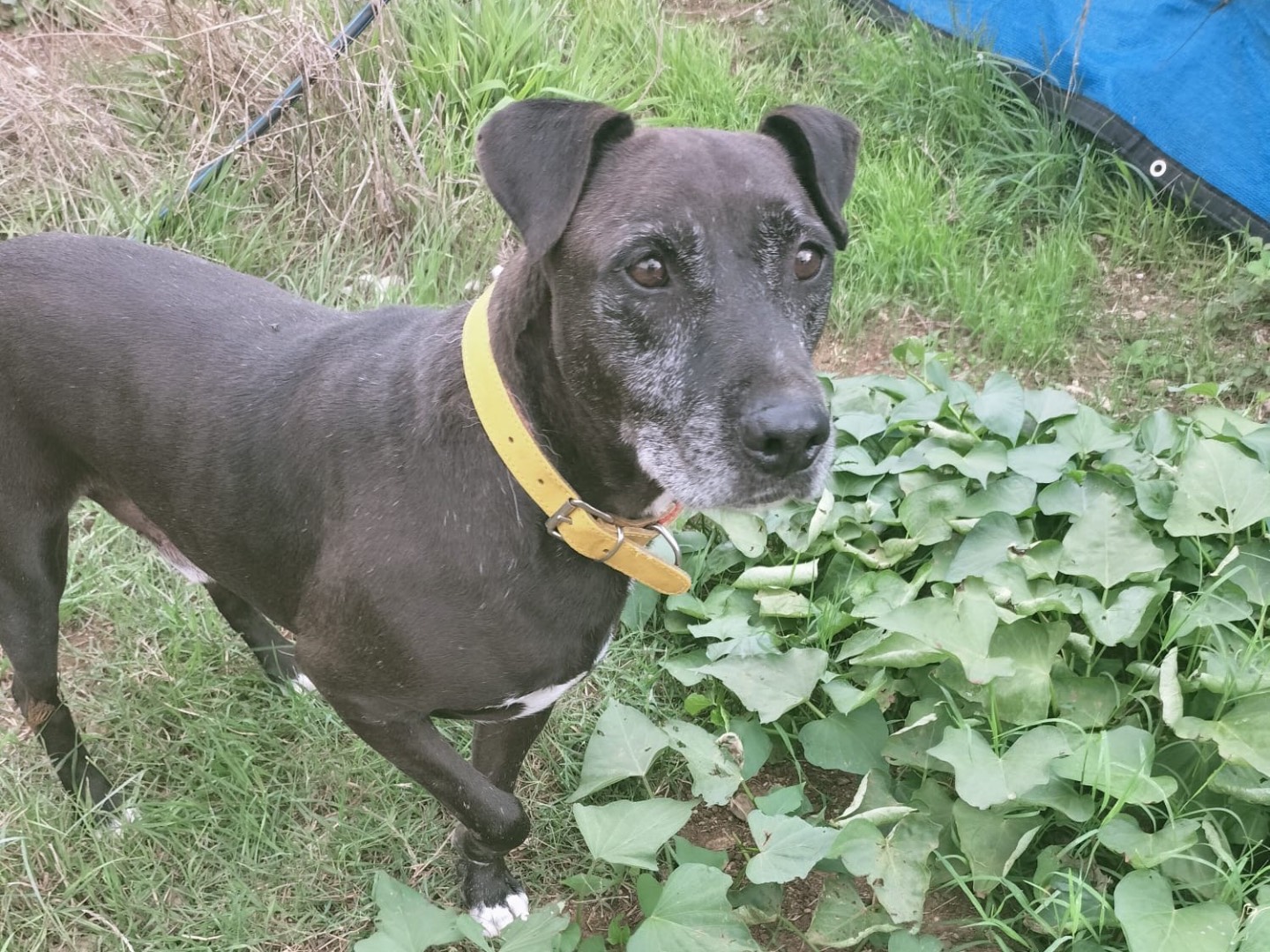 Adotta un cane, maschio, 11 anni  e 4 mesi , Vibo