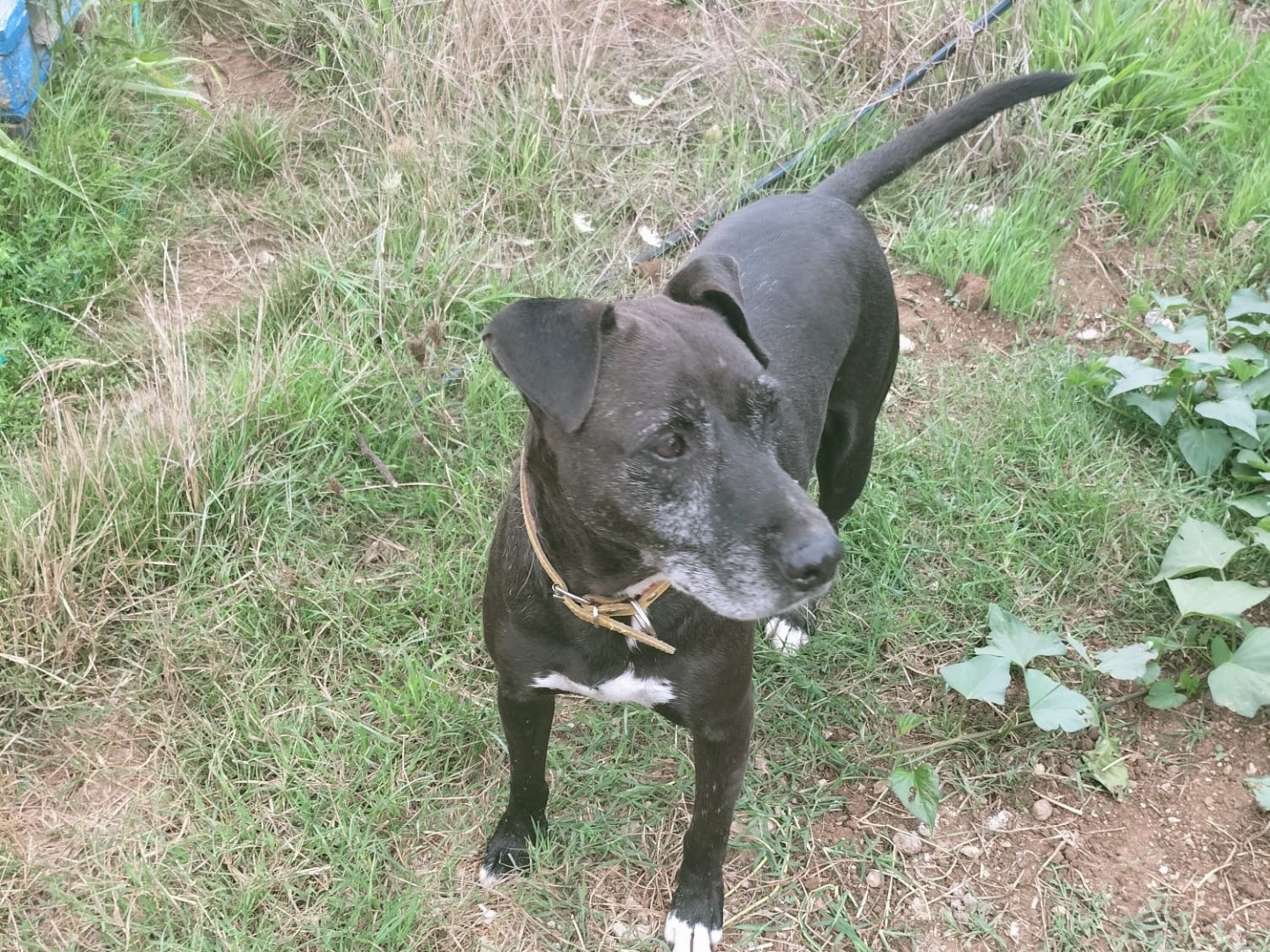 Adotta un cane, taglia media, maschio, Vibo