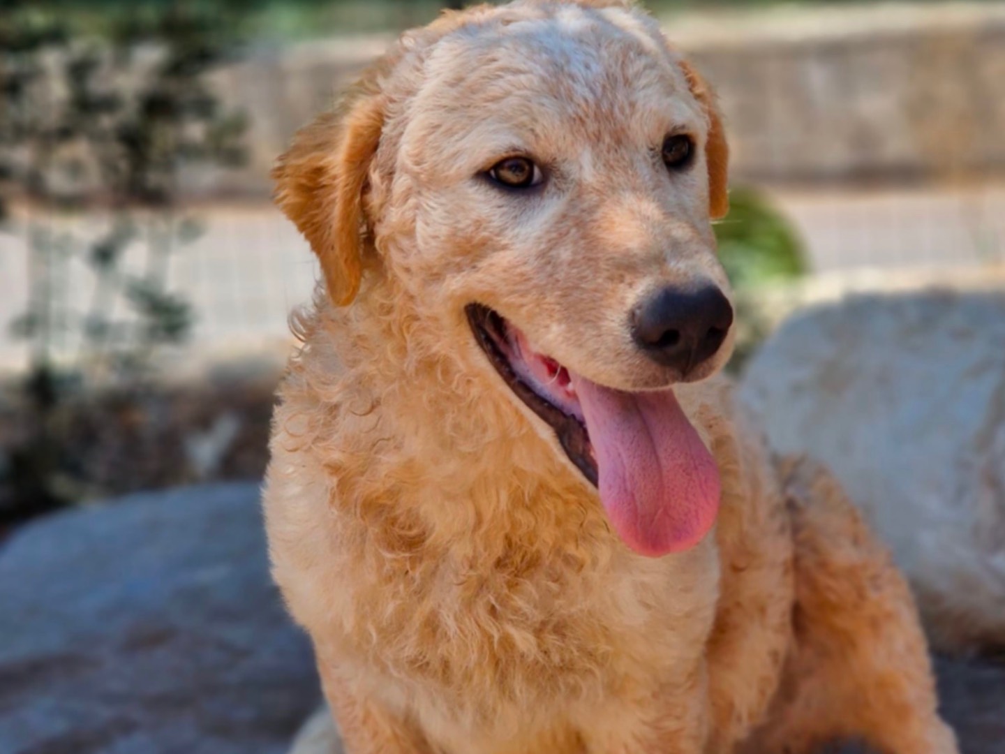 Adotta un cane, maschio, 1 anno e 2 mesi , Palermo