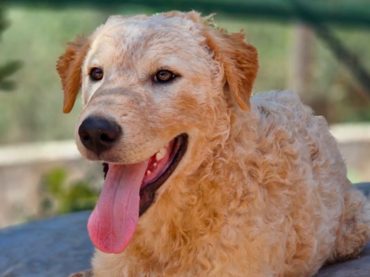 Vuoi adottare un cane a Palermo?