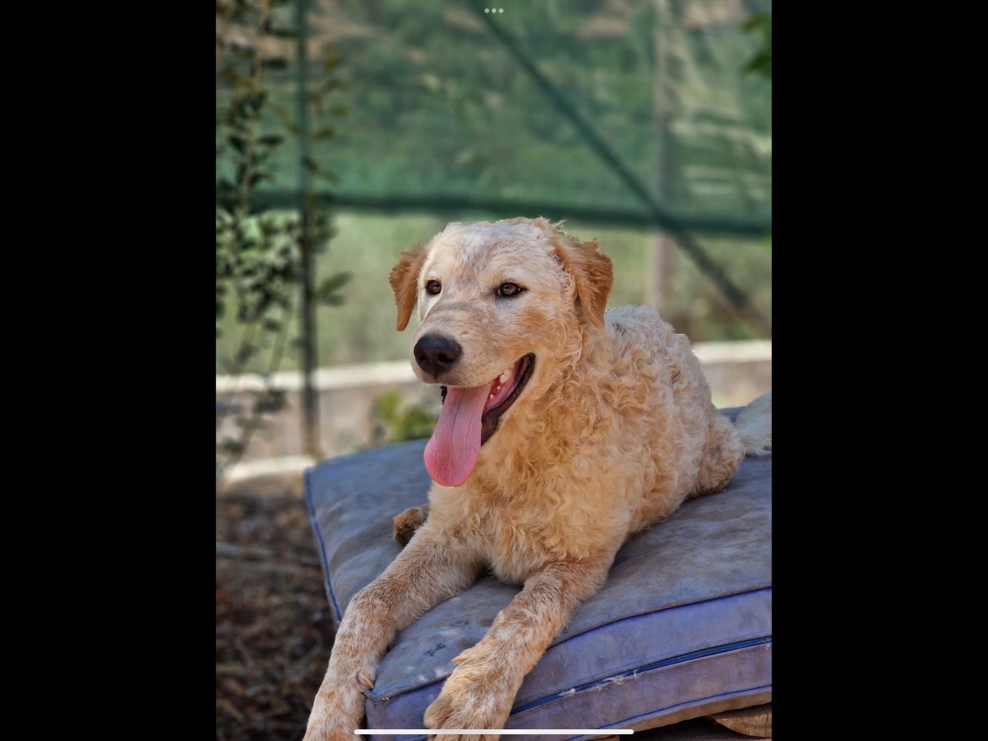 Adotta il cane Zack a Palermo