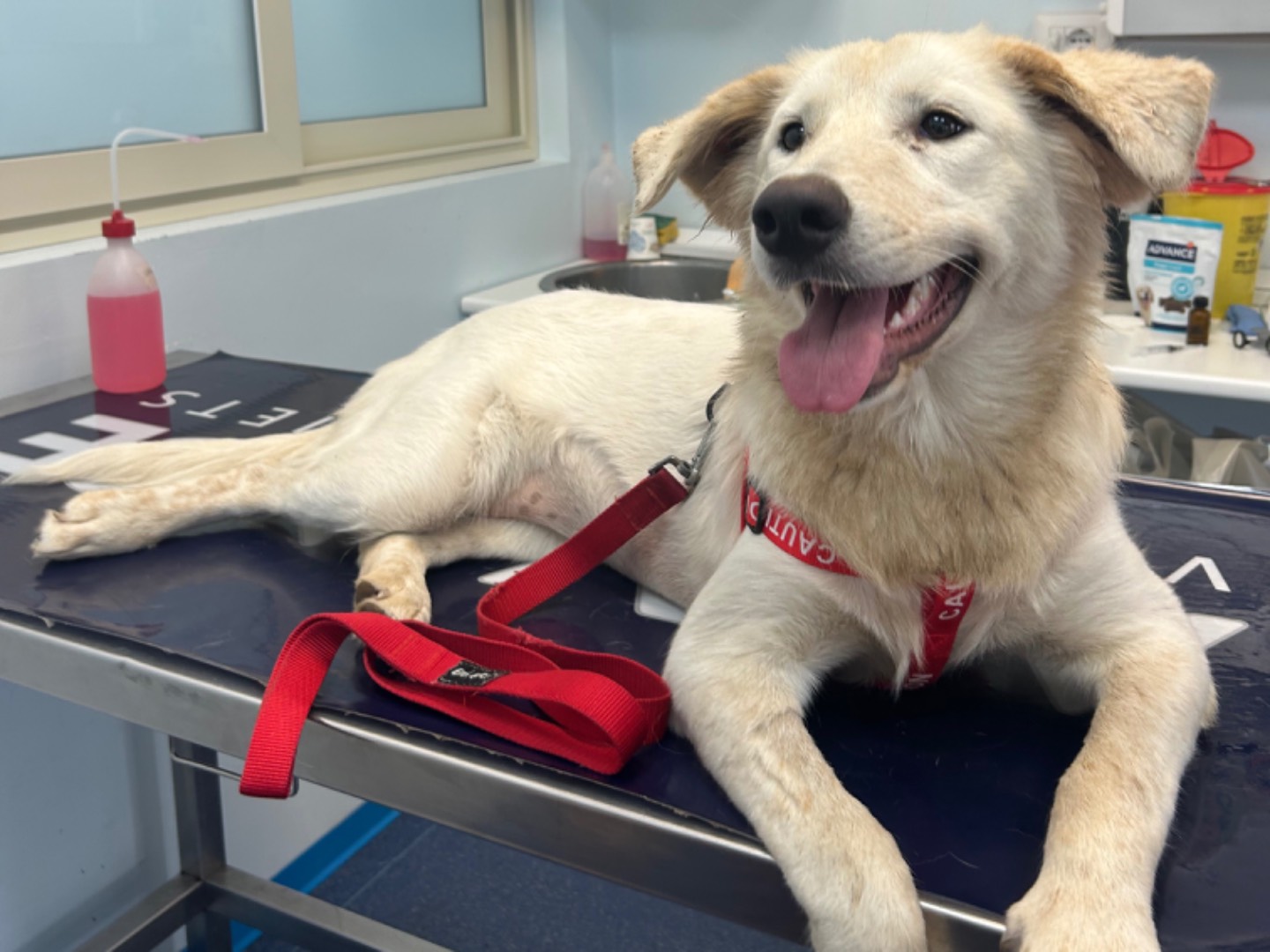 Adotta un cane, taglia media, femmina, Catanzaro