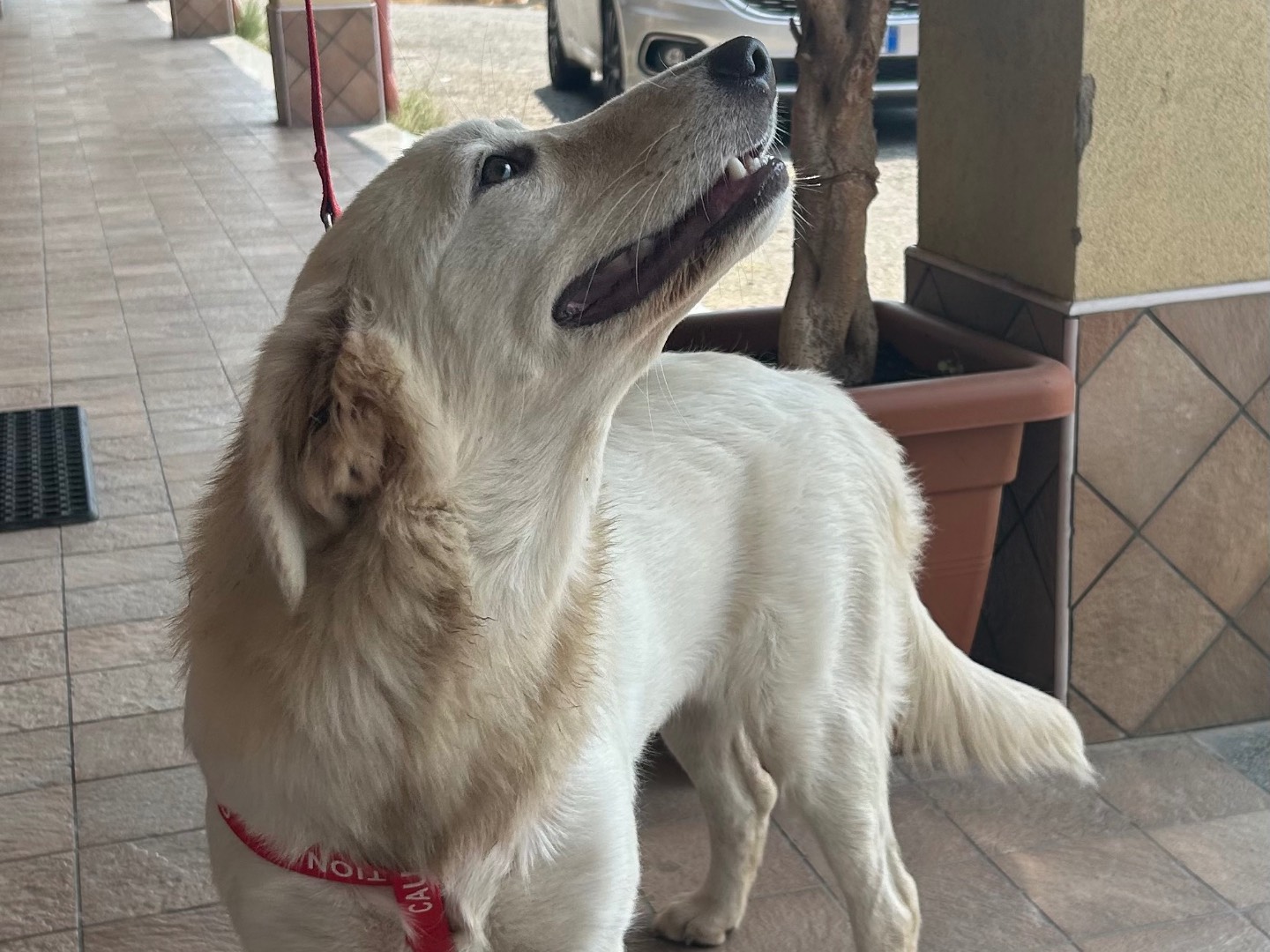 Vuoi adottare un cane a Catanzaro?