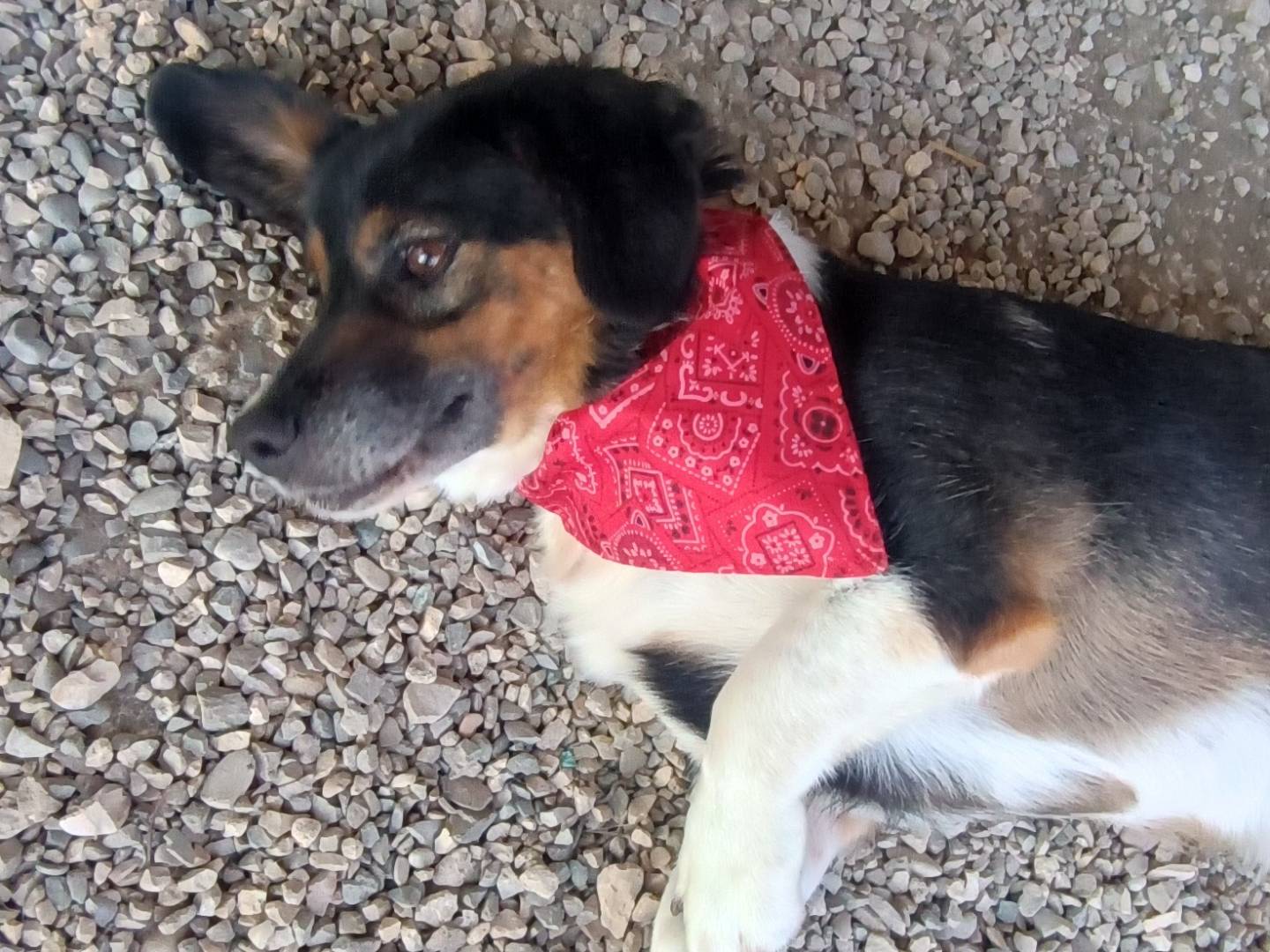 Adotta il cane Birillo  a Benevento