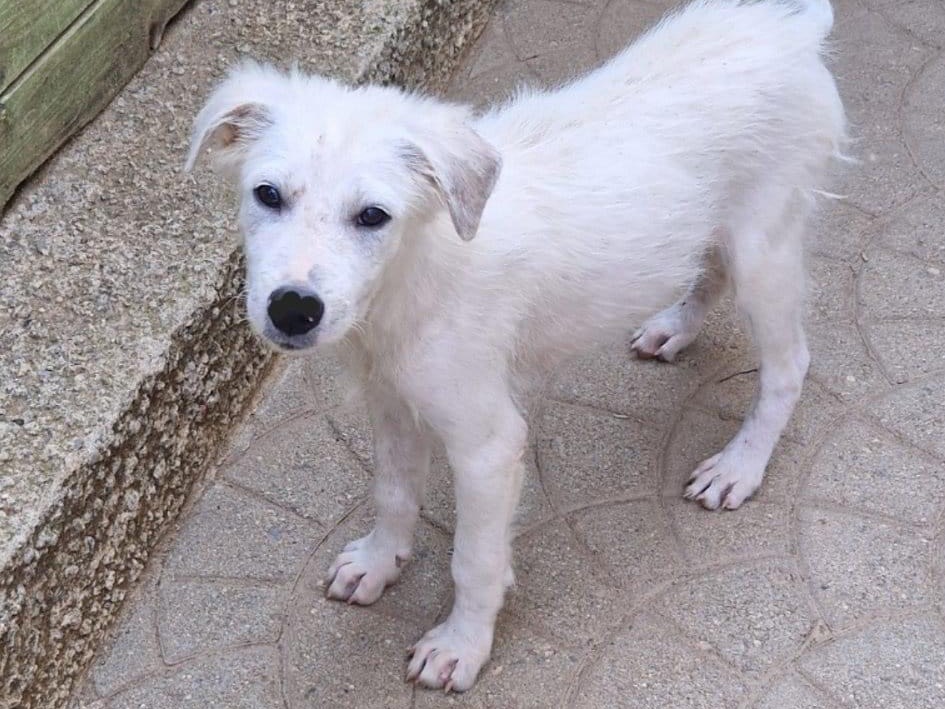 Adozione cane, femmina, Pastore maremmano, 1 anno e 6 mesi, taglia media, Catanzaro