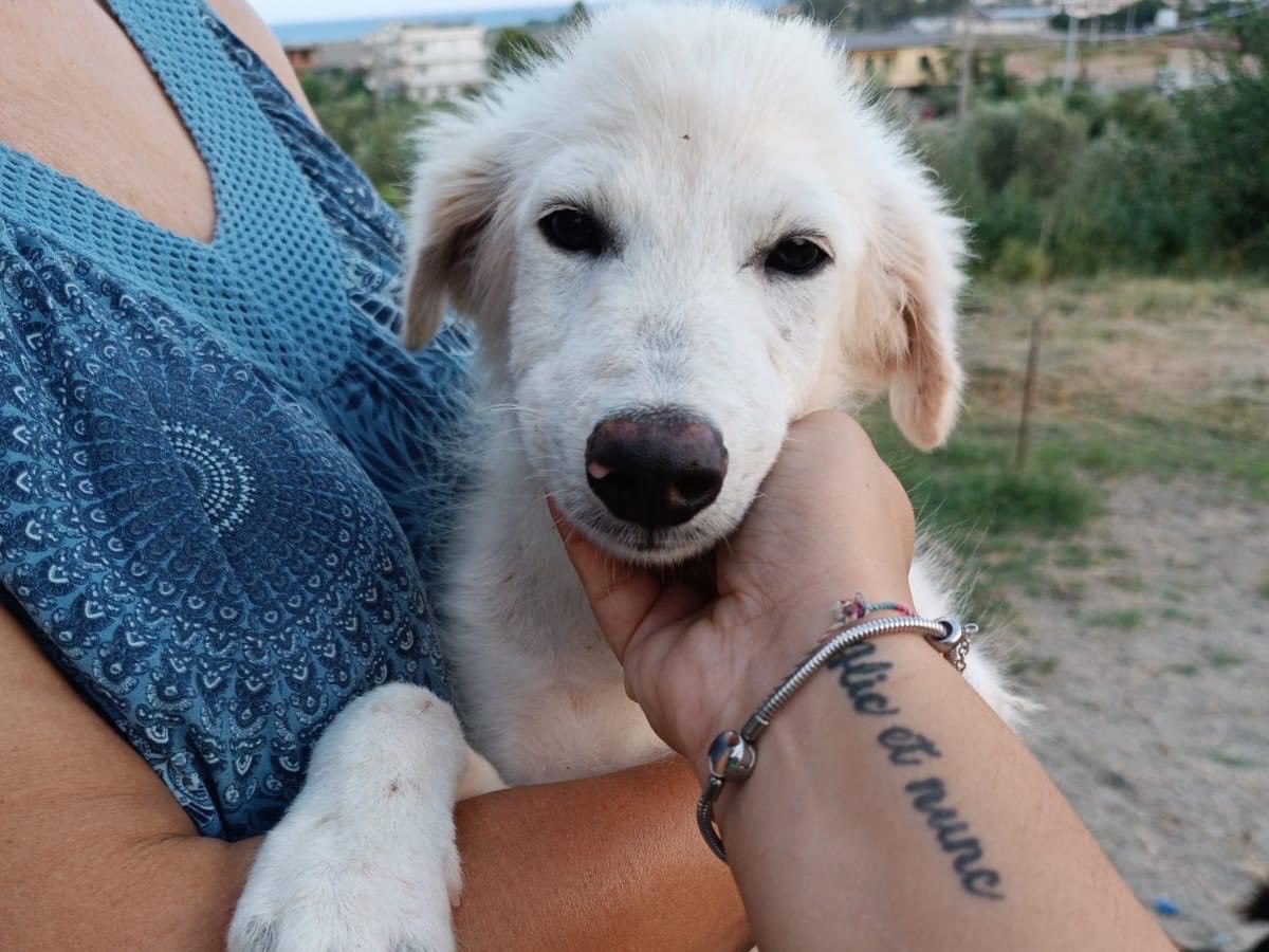 Adotta un cane, femmina, 1 anno e 6 mesi, Catanzaro