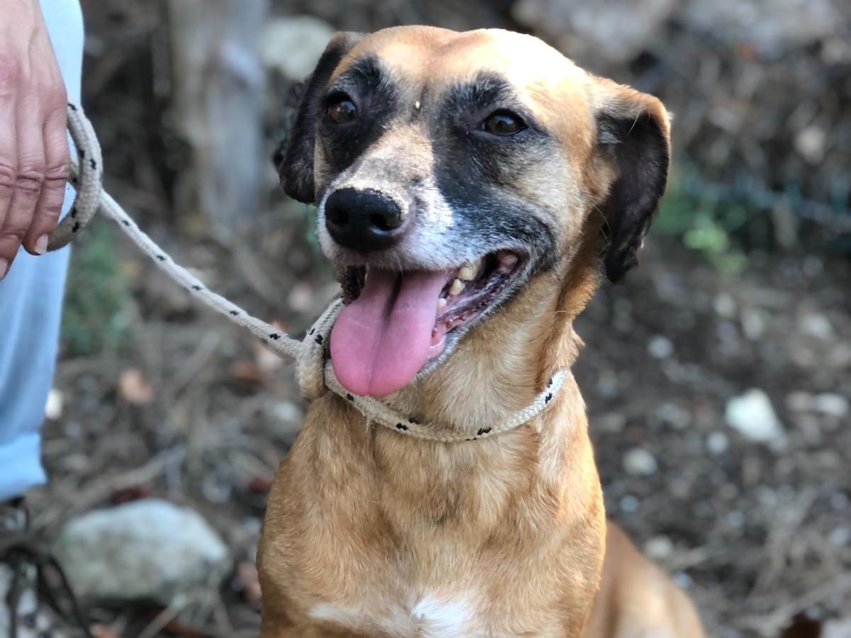 Adotta un cane, taglia piccola, femmina, Latina