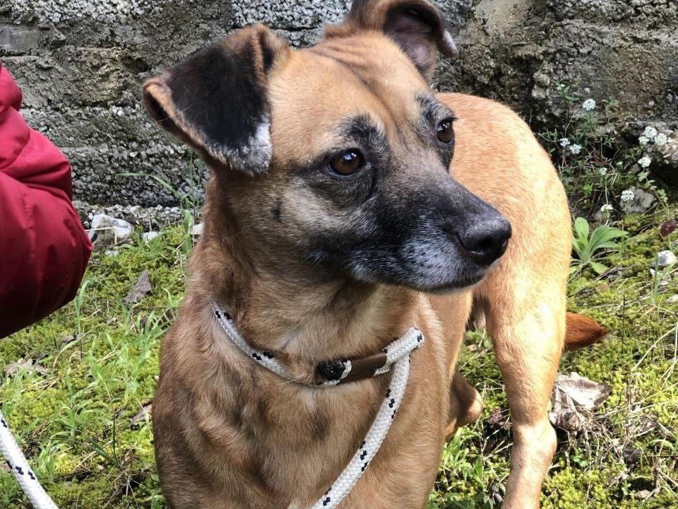 Vuoi adottare un cane a Latina?