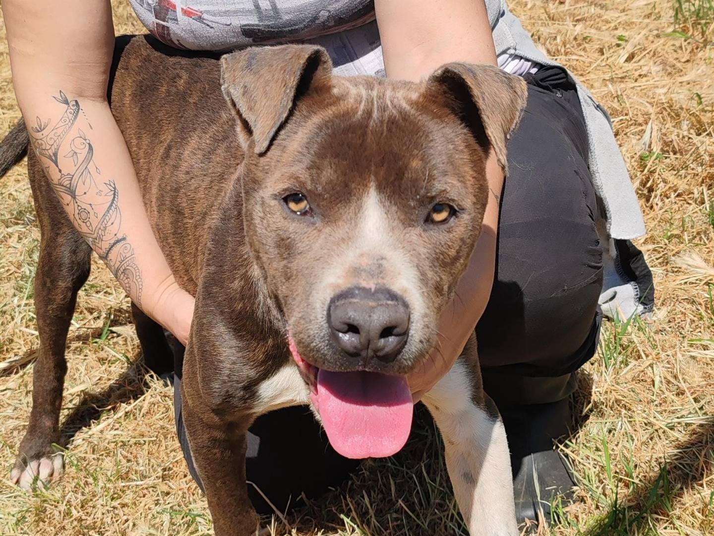 Adotta un cane, maschio, 1 anno e 10 mesi , Bari