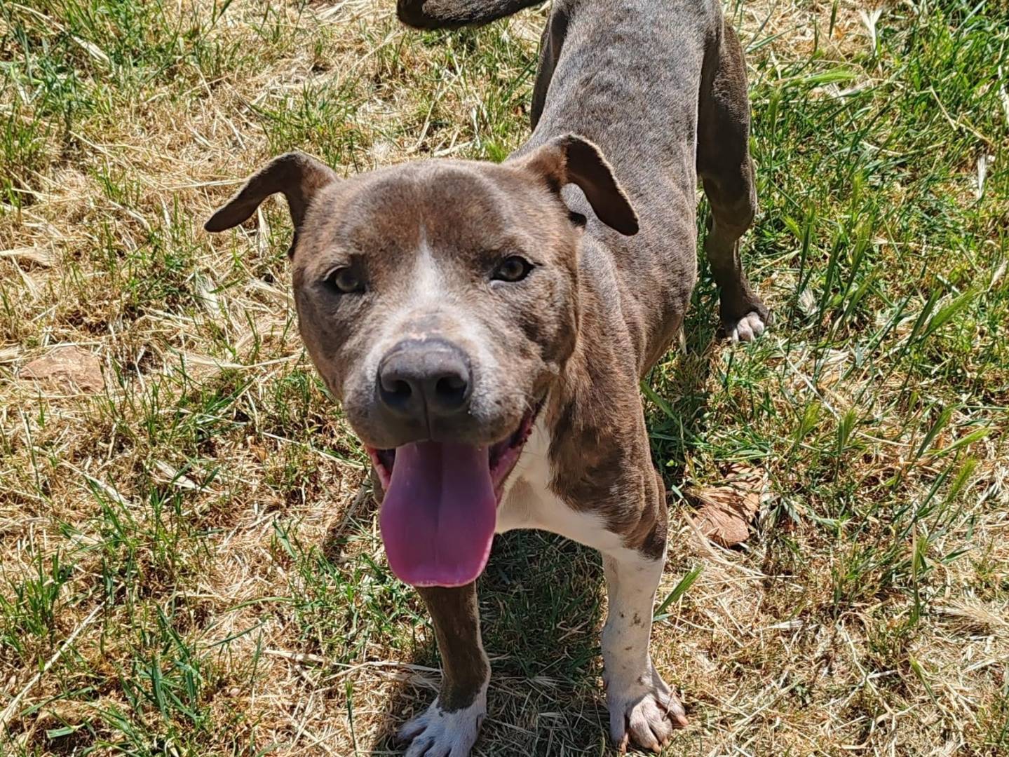 Adotta un cane, taglia grande, maschio, Bari