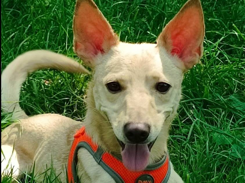 Adotta un cane, maschio, 3 anni  e 4 mesi , Monza