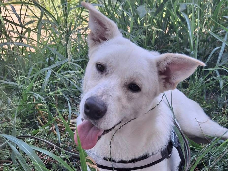 Adotta un cane, maschio, 1 anno e 5 mesi , Crotone