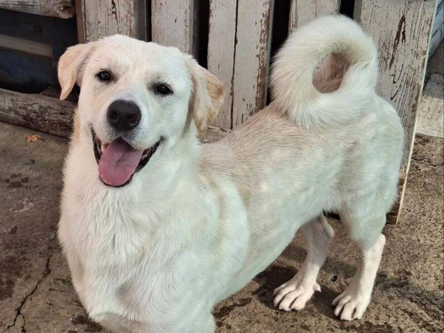 Adotta un cane, taglia media, maschio, Crotone