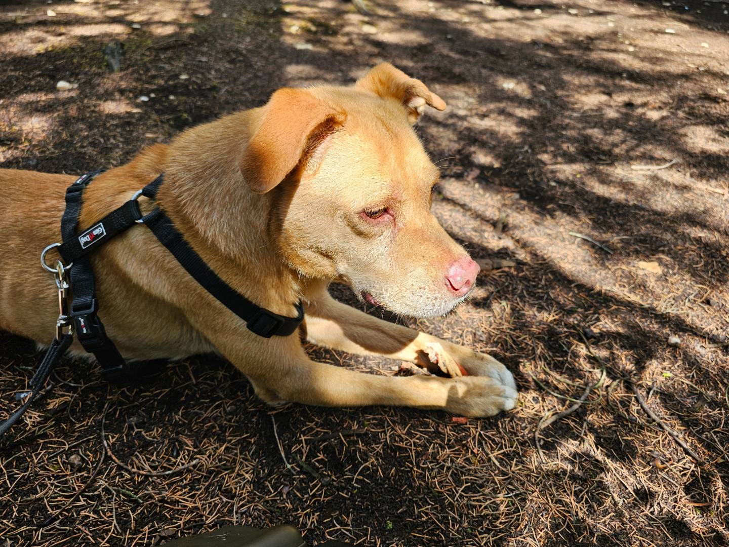 Adotta un cane, taglia media, maschio, Bari