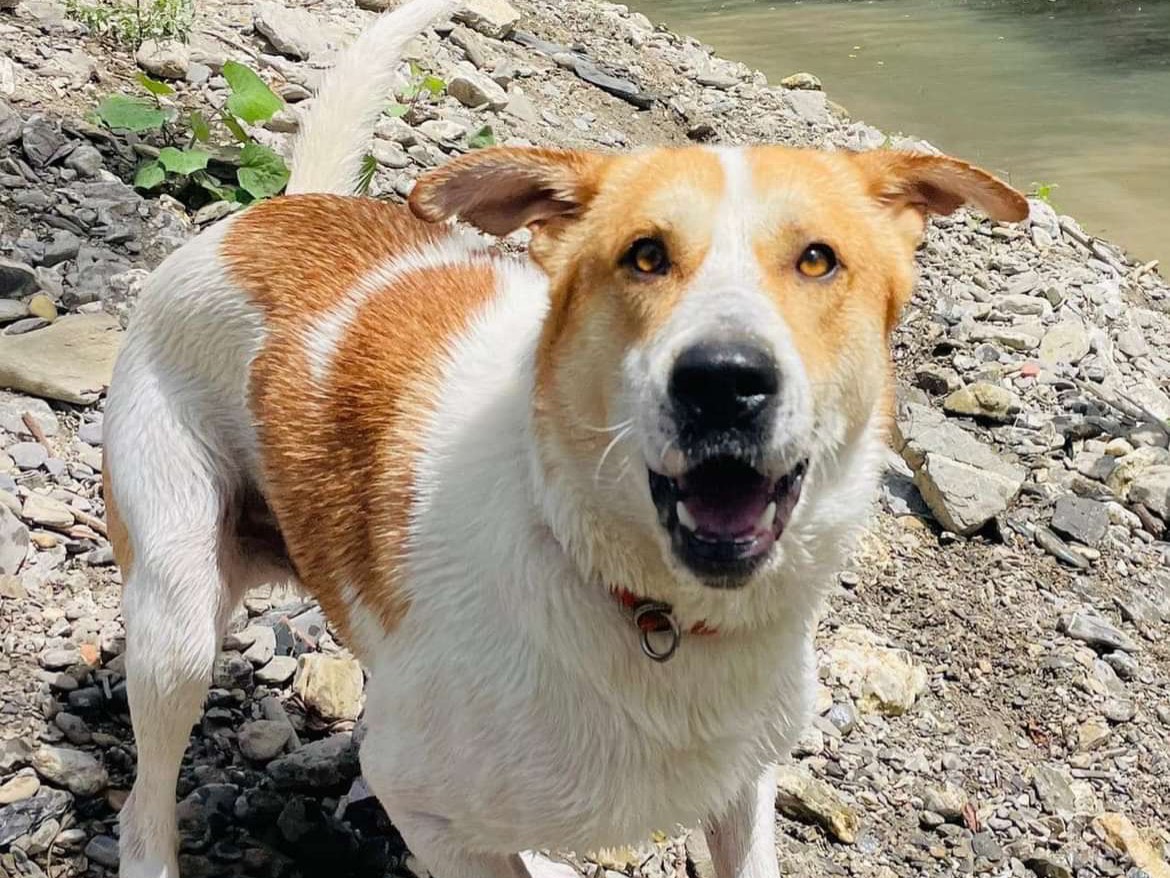 Adotta un cane, taglia grande, maschio, Savona