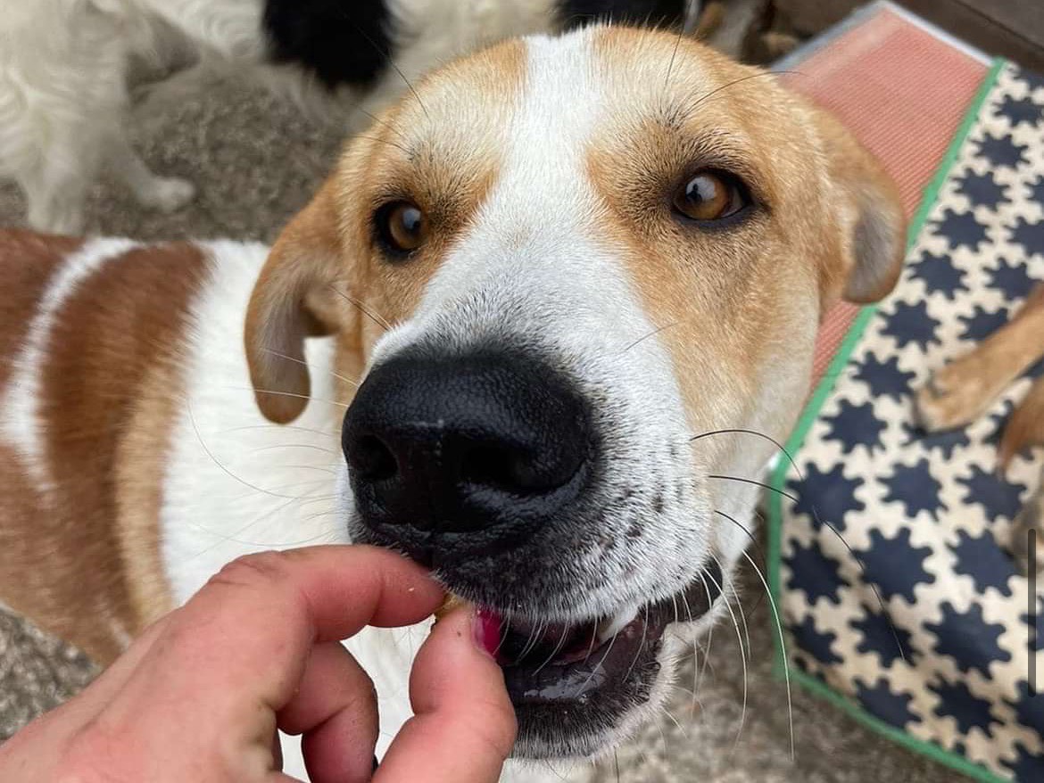 Adotta il cane Joy a Savona