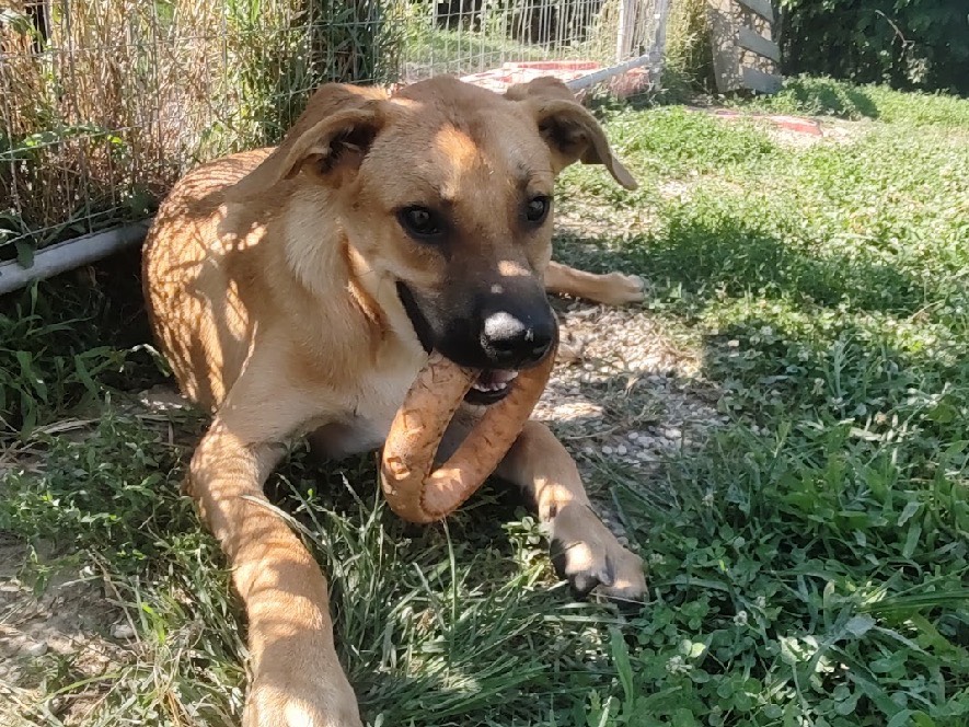 Foto dell'animale