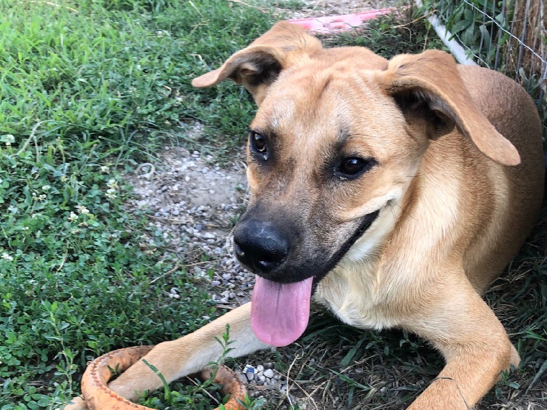 Adotta un cane, maschio, 8 mesi, Treviso