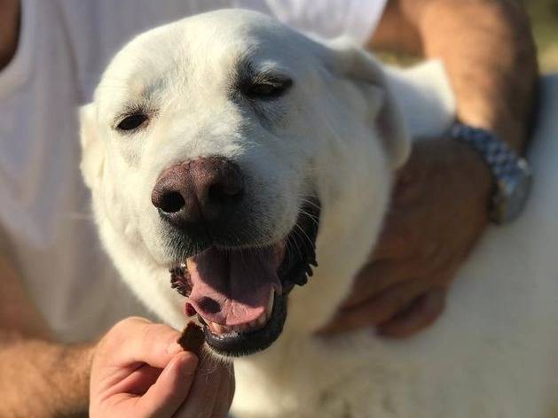 Adozione cane, maschio, Labrador Retriever, 5 anni  e 1 mese, taglia grande, Latina