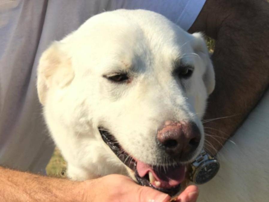 Adotta un cane, maschio, 5 anni  e 9 mesi , Latina