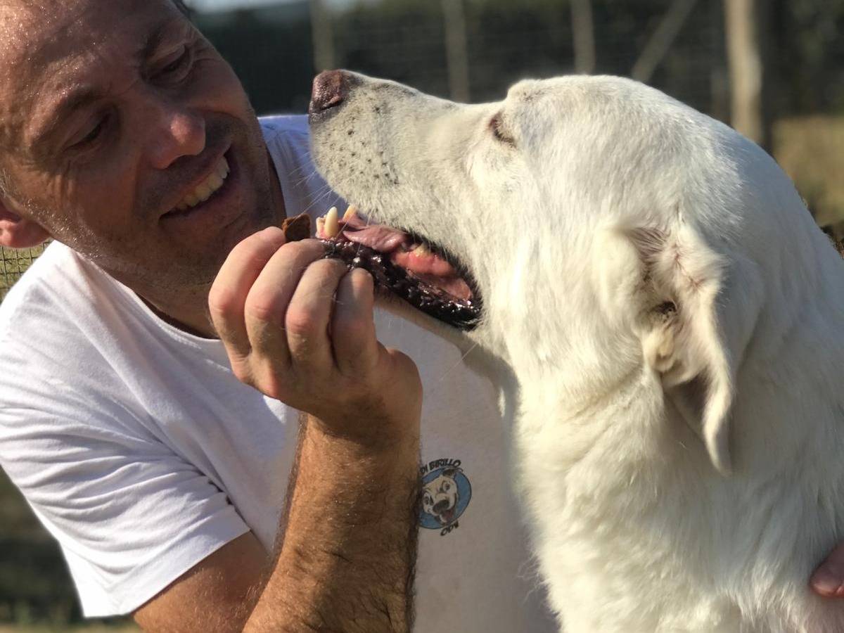 Adotta un cane, taglia grande, maschio, Latina