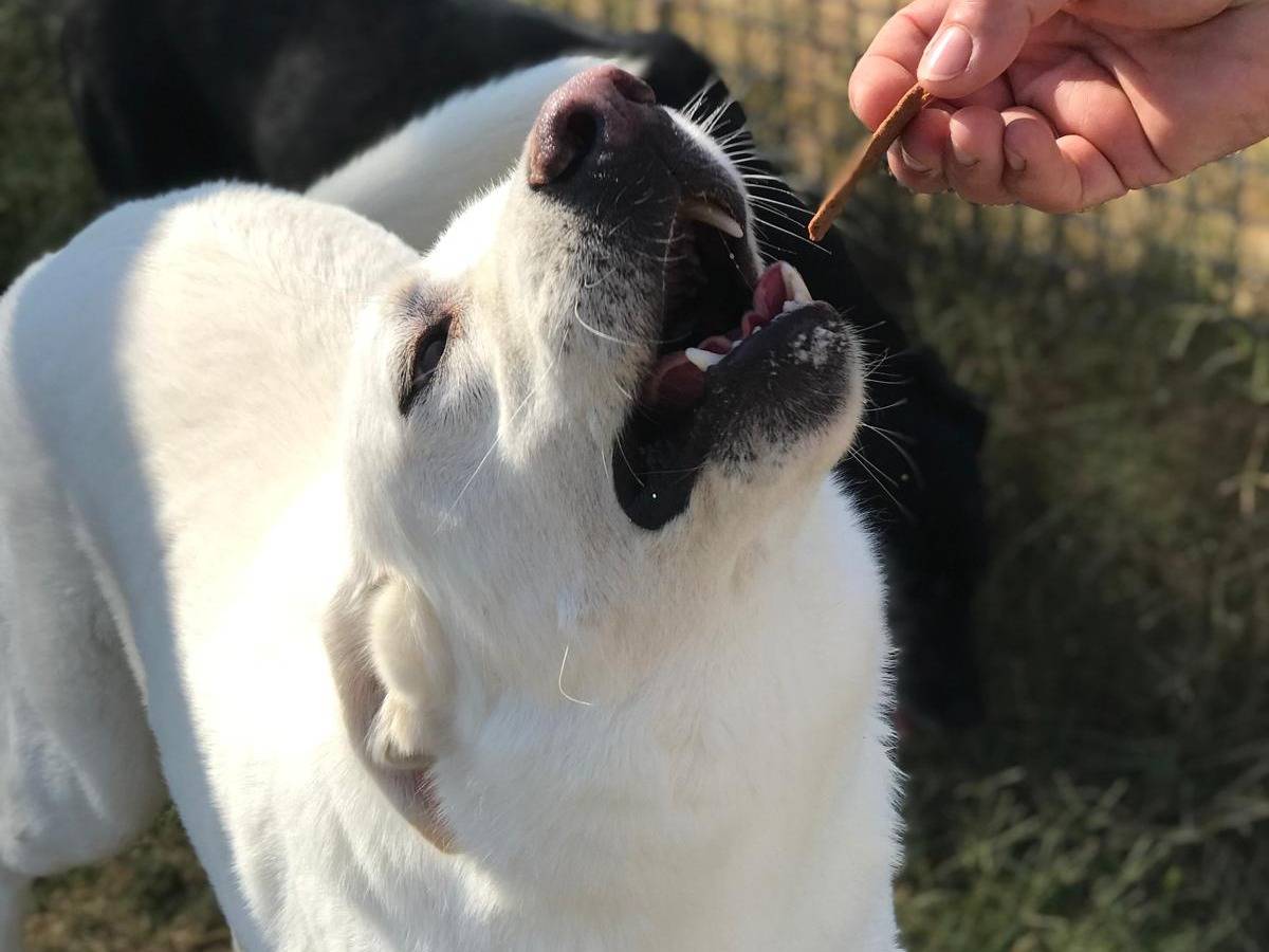 Vuoi adottare un cane a Latina?