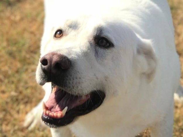 Adotta il cane Commodo  a Latina