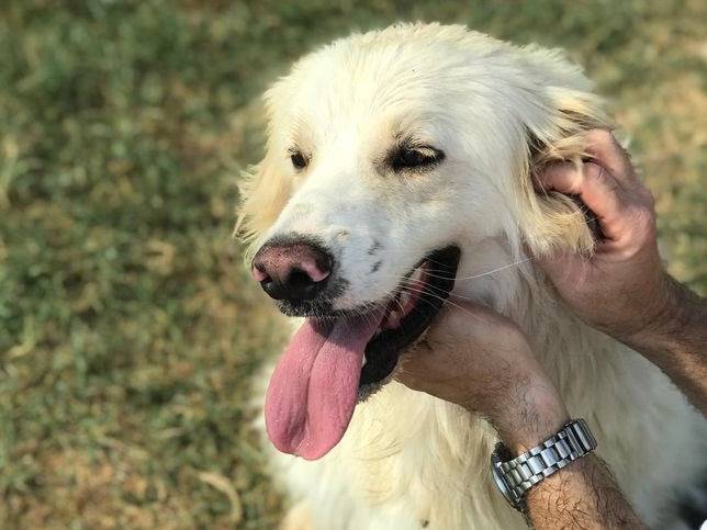 Foto dell'animale