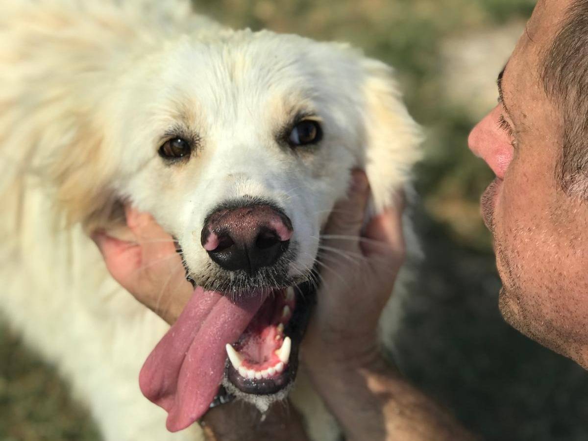 Vuoi adottare un cane a Latina?