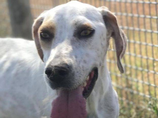 Adozione cane, maschio, Pointer, 2 anni  e 1 mese, taglia media, Latina