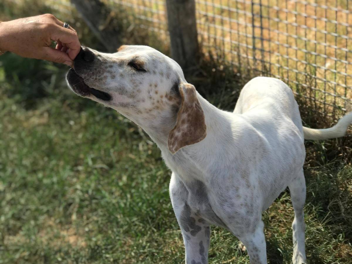 Adotta un cane, maschio, 2 anni  e 1 mese, Latina