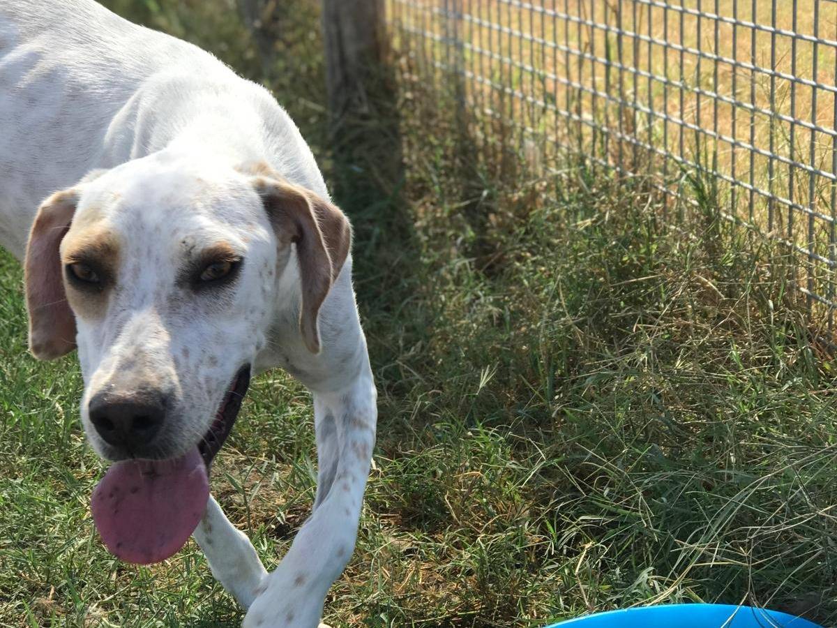 Adotta un cane, taglia media, maschio, Latina