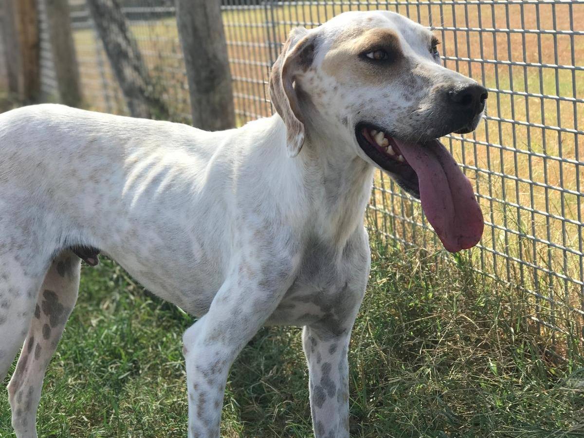 Vuoi adottare un cane a Latina?