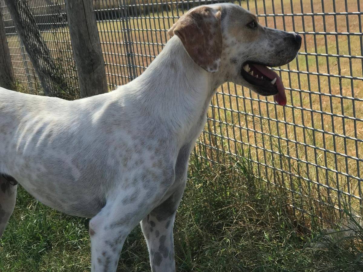 Adotta il cane Toro a Latina