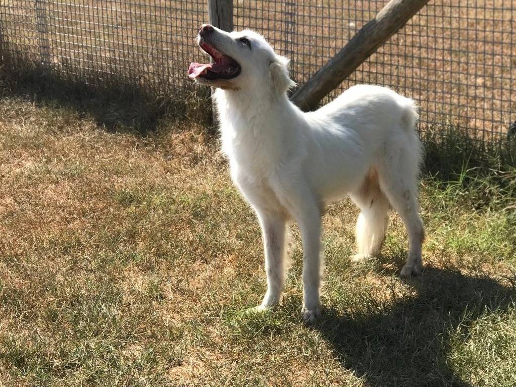 Adotta un cane, maschio, 3 anni  e 8 mesi , Latina