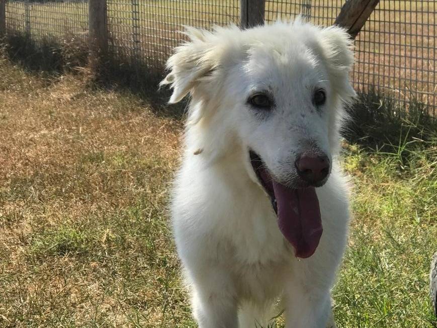 Adotta un cane, taglia media, maschio, Latina