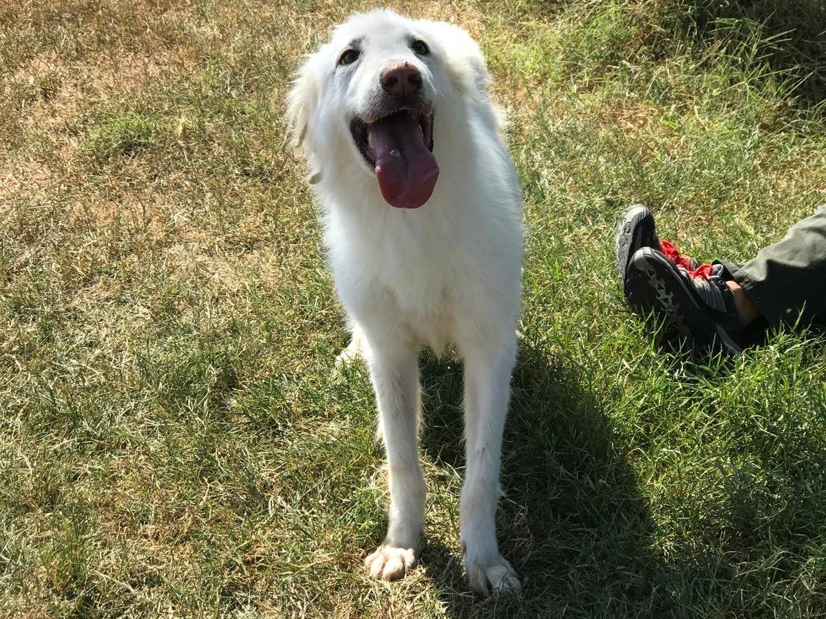Vuoi adottare un cane a Latina?