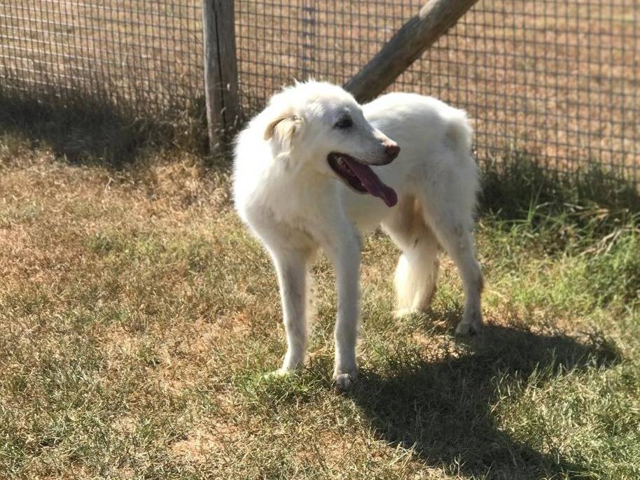 Adotta il cane Ercole a Latina