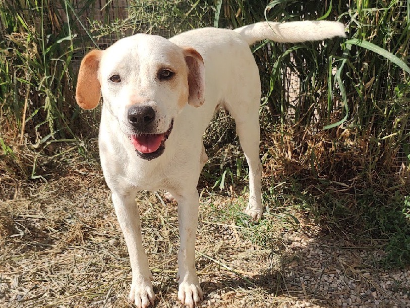 Adotta un cane, maschio, 2 anni  e 3 mesi , Treviso