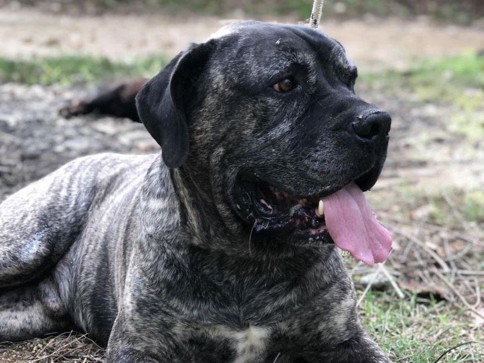 Adozione cane, maschio, Corso, 2 anni  e 11 mesi , taglia grande, Latina
