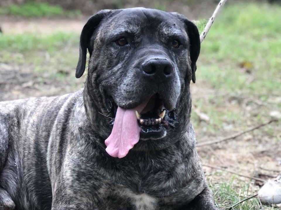 Adotta un cane, maschio, 2 anni  e 11 mesi , Latina