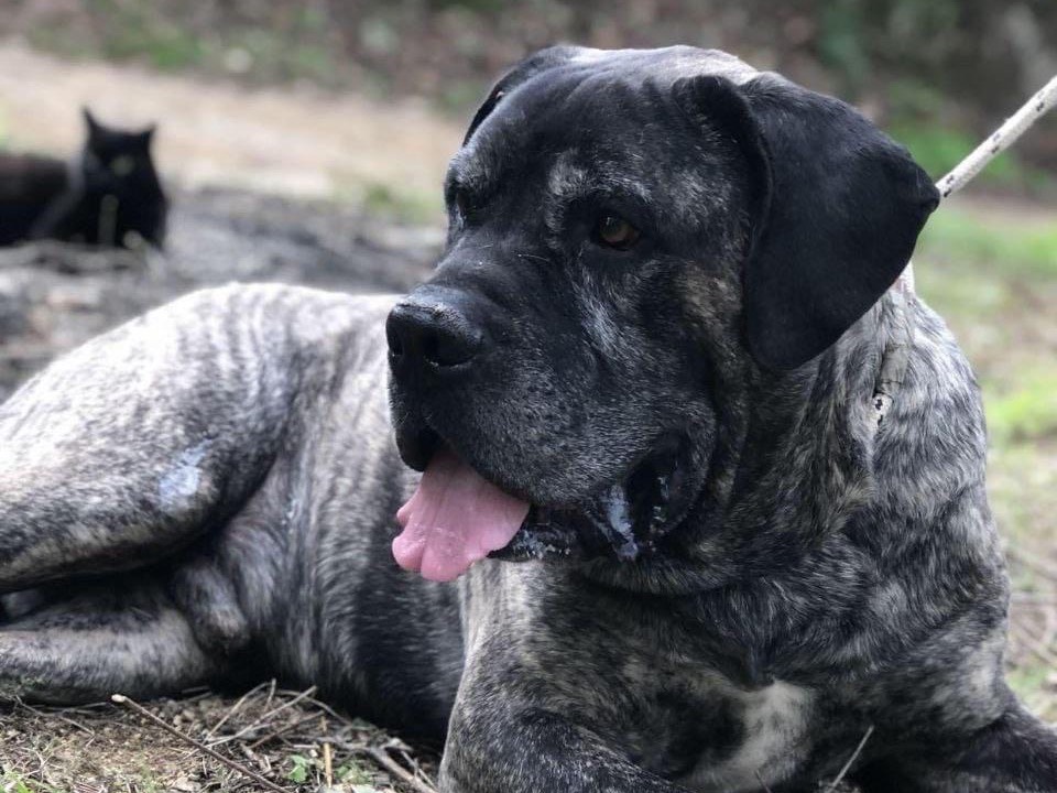Adotta un cane, taglia grande, maschio, Latina