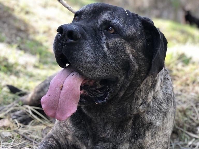 Vuoi adottare un cane a Latina?