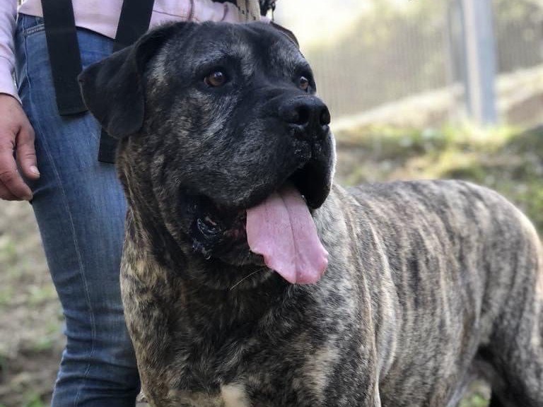 Adotta il cane Rocco a Latina