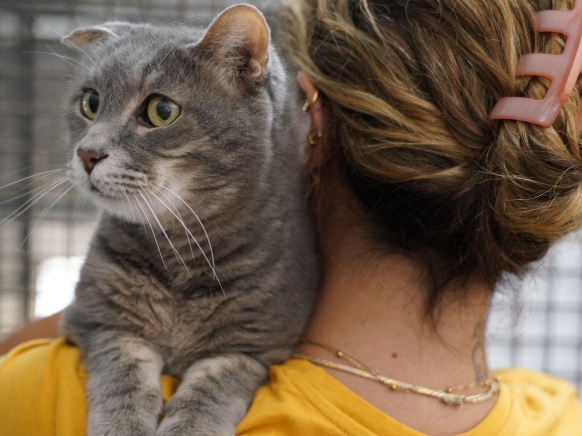 Foto dell'animale