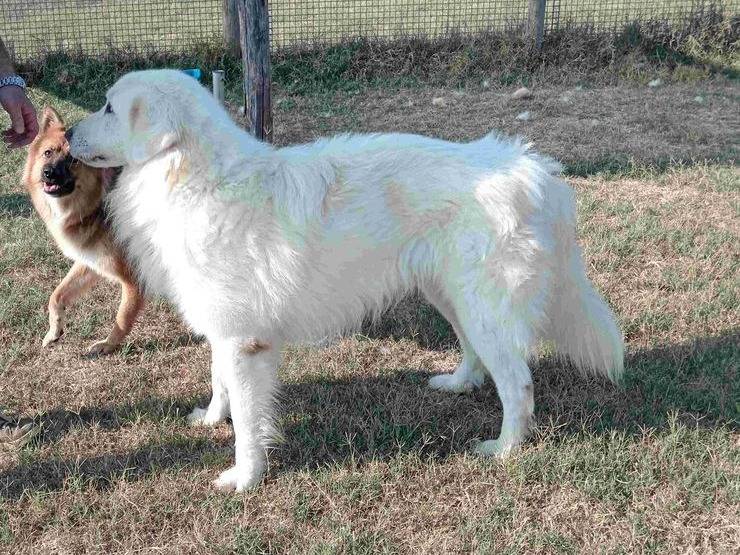 Vuoi adottare un cane a Latina?