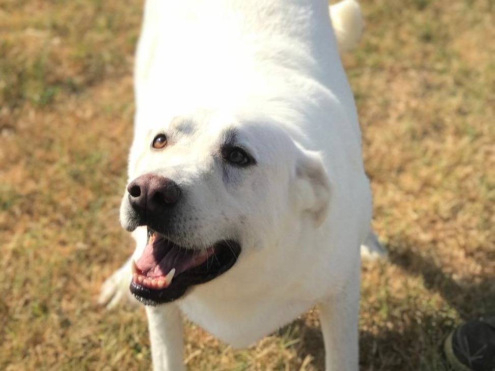 Adotta un cane, maschio, 4 anni  e 9 mesi , Latina