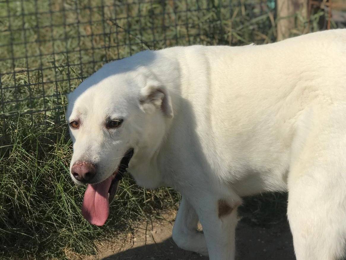 Adotta un cane, taglia grande, maschio, Latina
